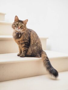 Read more about the article Kan jeg risikere, at min kat ikke bruger sit nye kradsetræ?