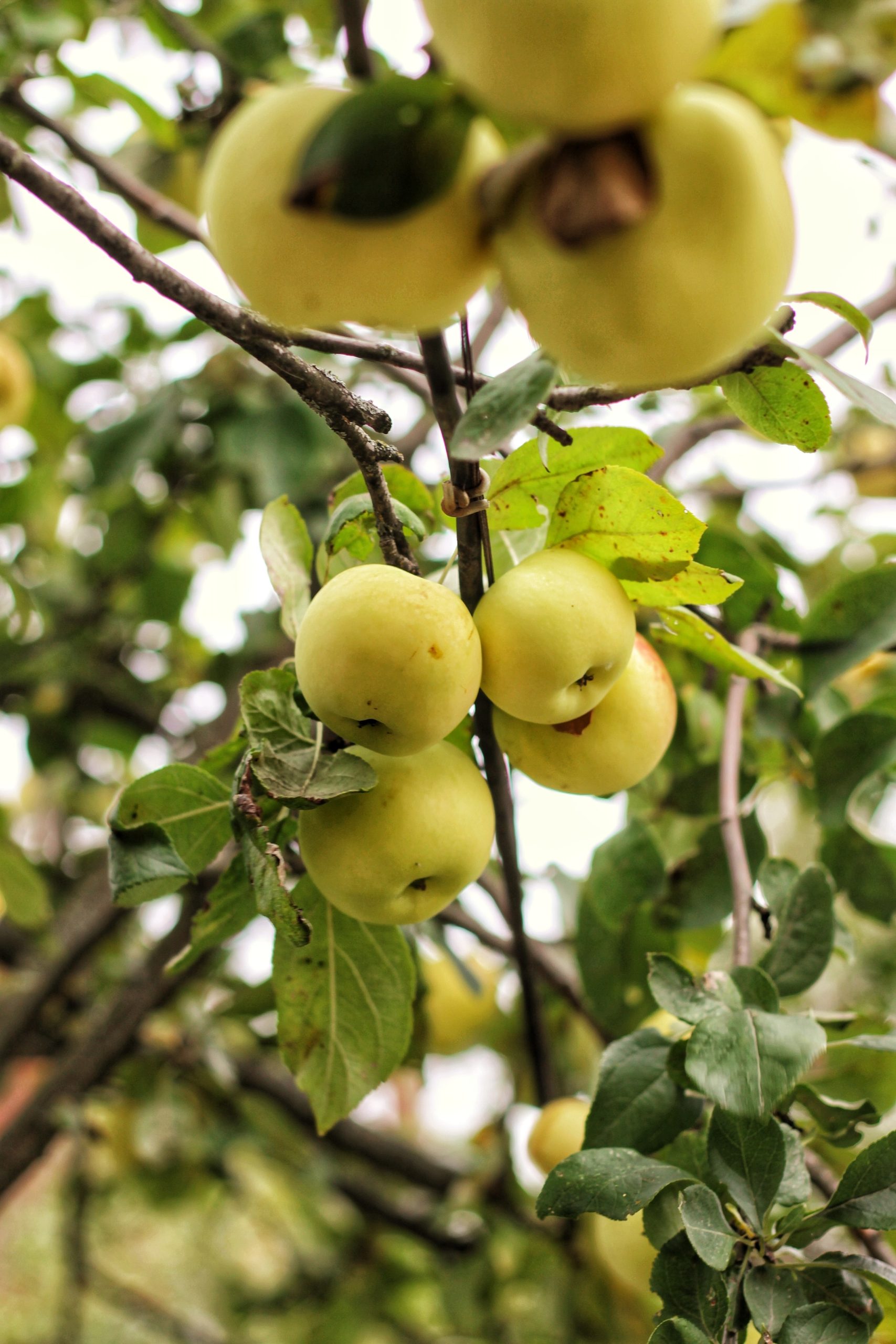 You are currently viewing Pleje af Cox Orange æbletræ – Sådan får du det bedste ud af dit træ