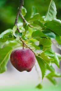 Find den perfekte æblesort til din have